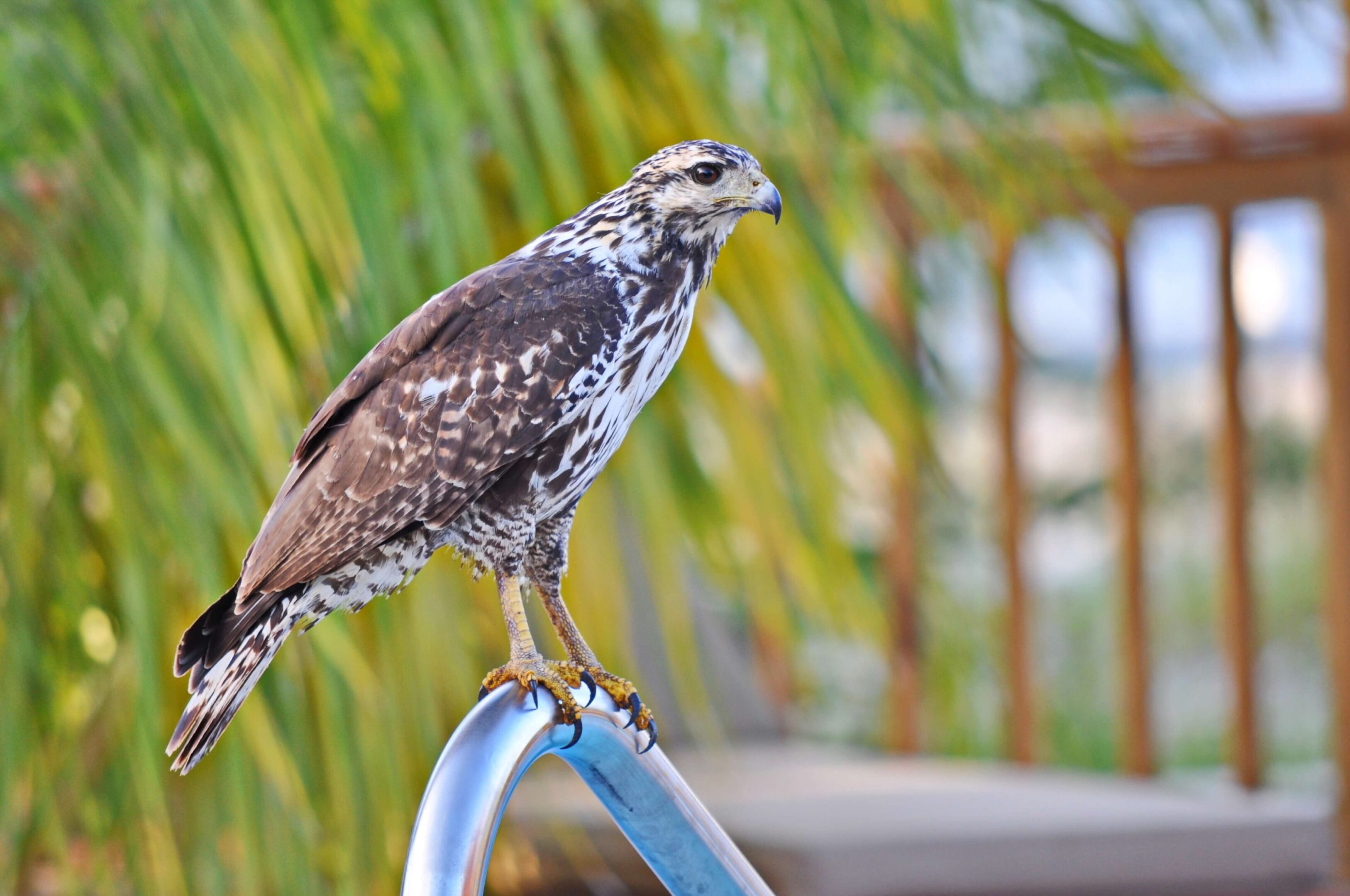 Hawk perched on pool ladder outdoors.