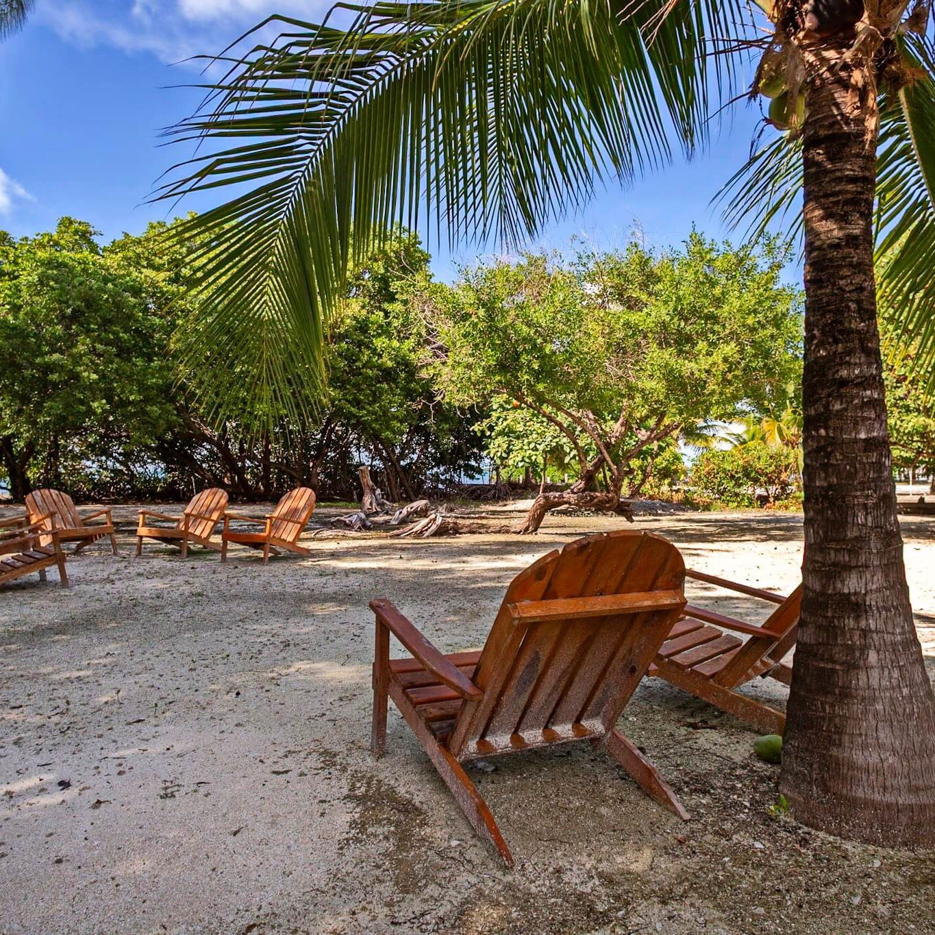 Tropical beach with palm trees and chairs.