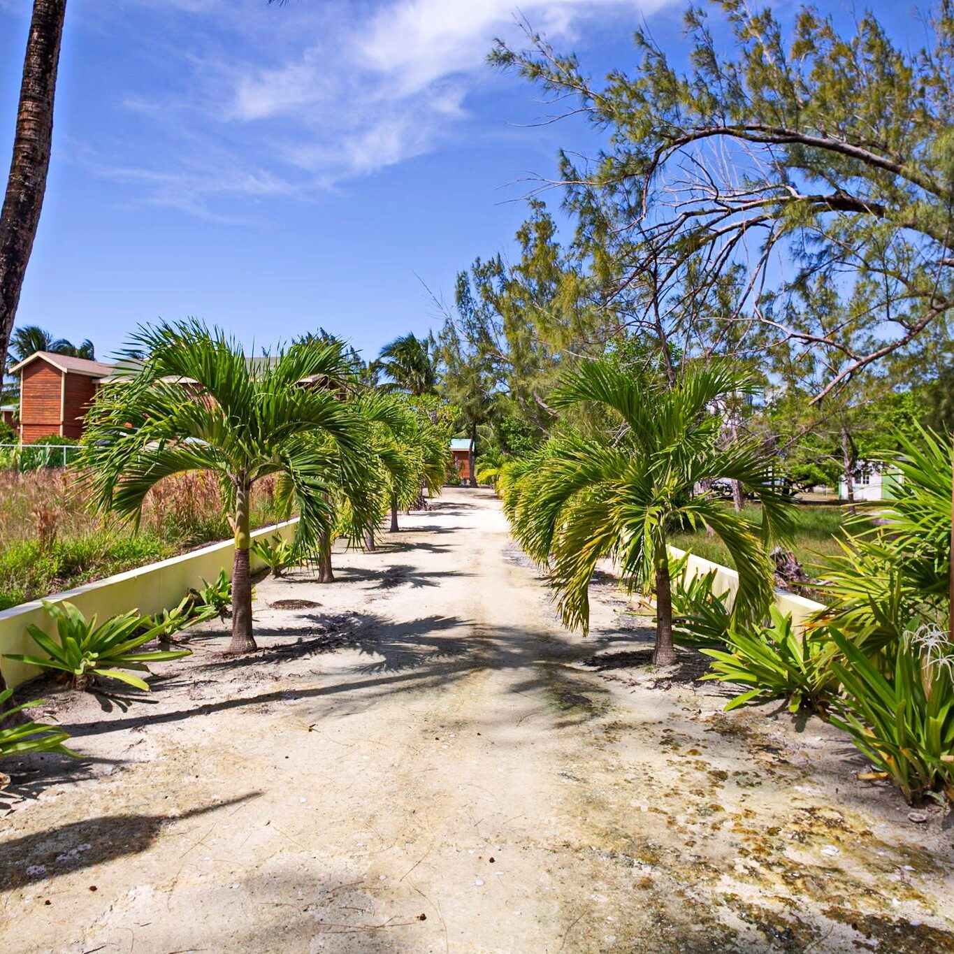 Tropical path lined with palm trees.